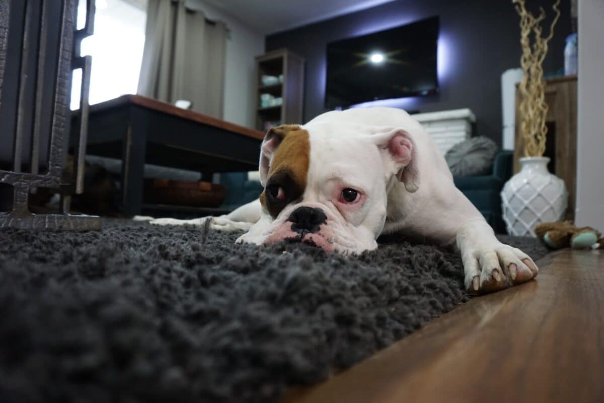 British bulldog caught in the middle of who gets to stay in the house during separation Australia