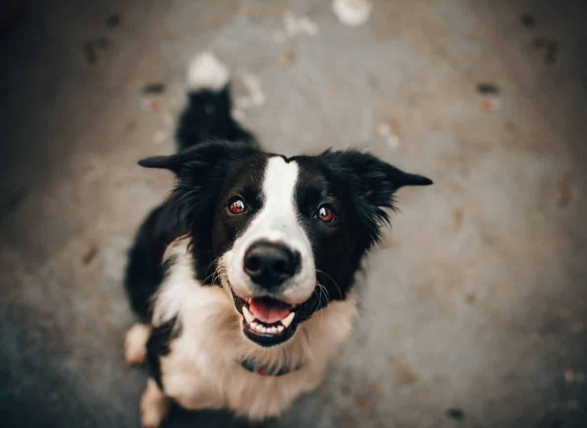 Cute border collie will be protected with a de facto prenuptial agreement in Australia