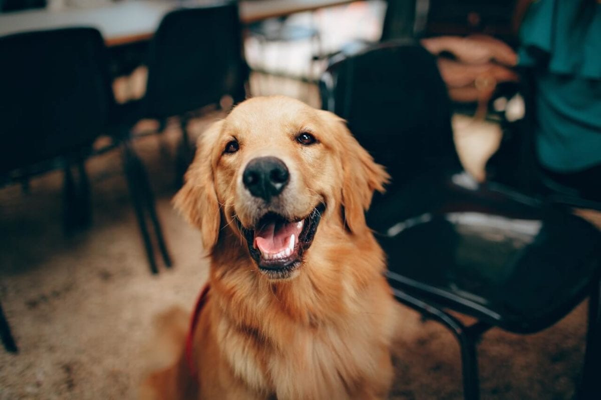 Happy golden retriever who gets the dog