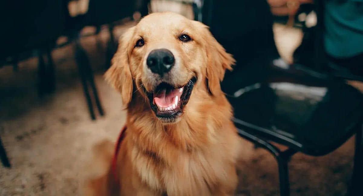 Happy golden retriever who gets the dog.